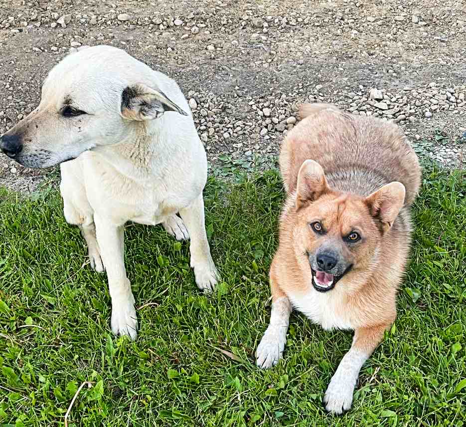 Pomeranian Red Heeler Mix Dog For Adoption Near Edmonton in Duffield AB ...