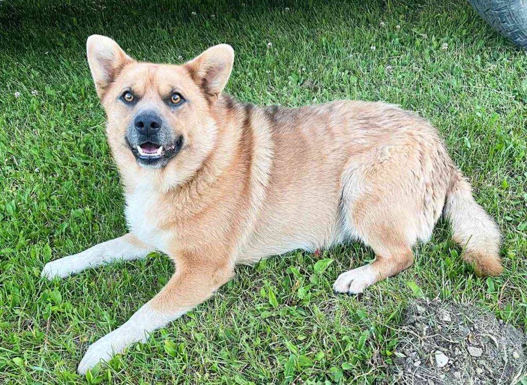 Sloane pomeranian australian cattle dog mix adoption edmonton 9