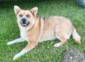 SLOANE POMERANIAN AUSTRALIAN CATTLE DOG MIX ADOPTION EDMONTON 9