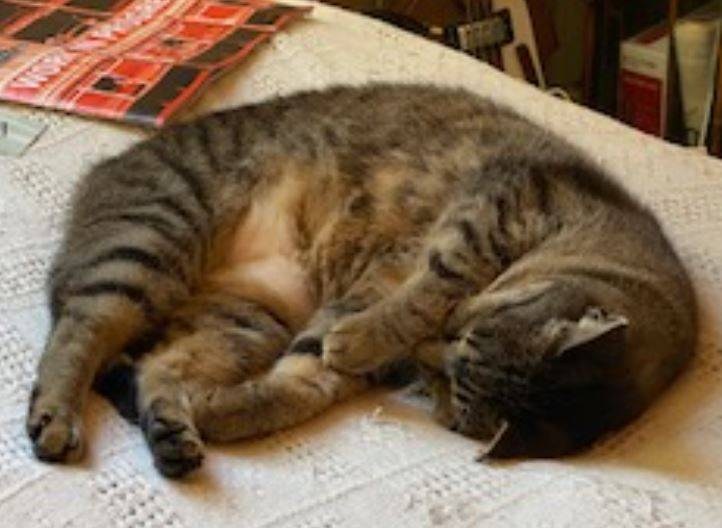 Grey Tabby Cat For Adoption in Nashville TN