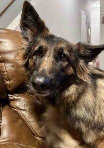 Sable long coat german shepherd dog adoption mt juliet nashville tn 1