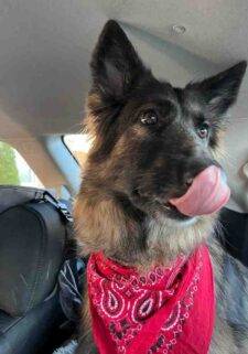Sable Long Coat German Shepherd Dog Adoption Mt Juliet Nashville TN 1