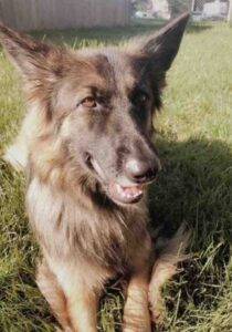 Sable long coat german shepherd dog adoption mt juliet nashville tn 1