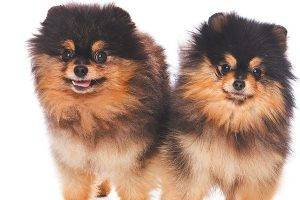 Sable pomeranians for adoption