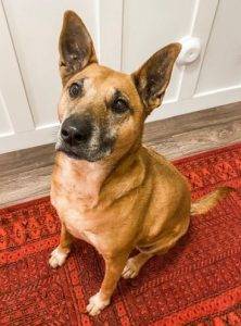 German shepherd black mouth cur mix dog for adoption in syracuse utah – adopt sasha