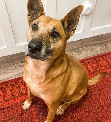 Sacha German Shepherd Black Mouth Cur Mix Adoption Salt Lake City Utah