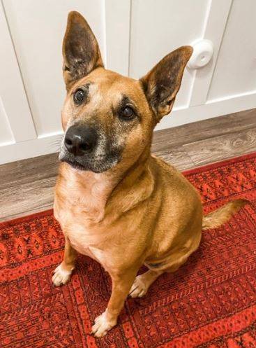 black mouth cur german shepherd mix puppy