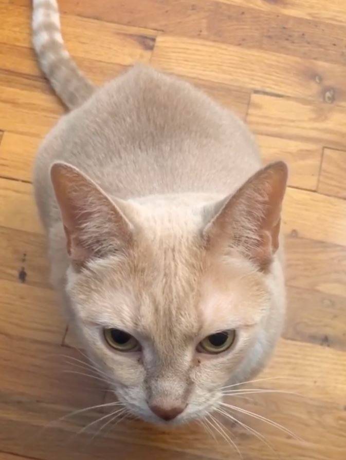 Lovable Yellow Tabby Cat For Adoption in Brooklyn NY All Supplies