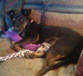 Sadie - Labrador Retriever Rottweiler For Adoption Albuquerque NM