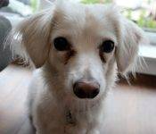 Sadie Dachshund Mix Dog Adoption Seattle 2