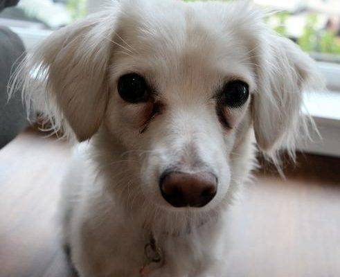 Sadie Dachshund Mix Dog Adoption Seattle 2