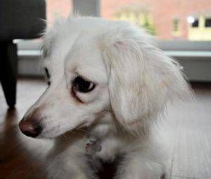 Sadie dachshund mix dog adoption seattle 2