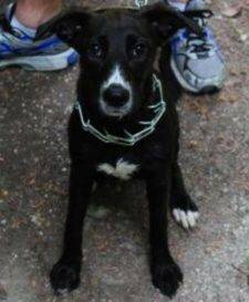 Sadie - Lab Border Collie Mix For Adoption Peoria AZ 3