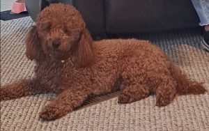 Miniature poodle dog for adoption in lexington kentucky