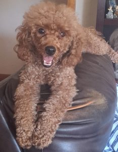 Miniature poodle dog for adoption in lexington kentucky