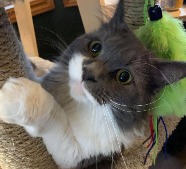 Adopt a Purebred Maine Coon Cat in Thorsby Alberta – Supplies Included – Meet Sweet Sage