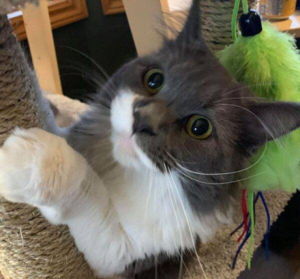 Sage - Maine Coon Cat For Adoption Thorsby Alberta 1