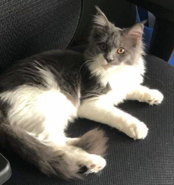 Sage - maine coon cat for adoption thorsby alberta 6