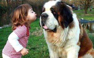 Saint Bernard Dog Breed Info Pic - Pet Rehoming Network