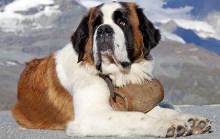 Saint bernard dog photo