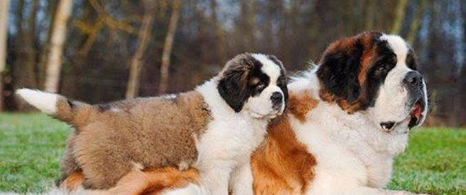 saint bernard puppies for adoption