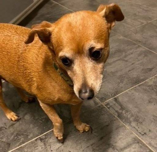 Sammy Chihuahua Mix Dog For Adoption in Oceanside CA