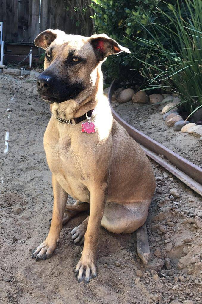 Sammy - german shepherd belgian malinois mix for adoption stockton ca