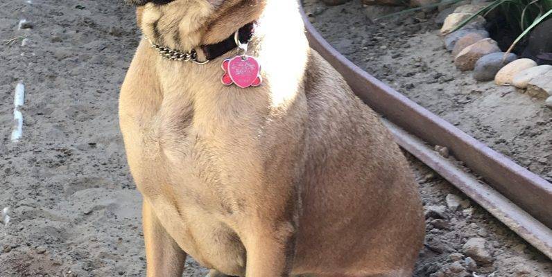 Adopted – Sweet Sammy – 2 YO Female Belgian Malinois German Shepherd Mix Dog  Stockton CA