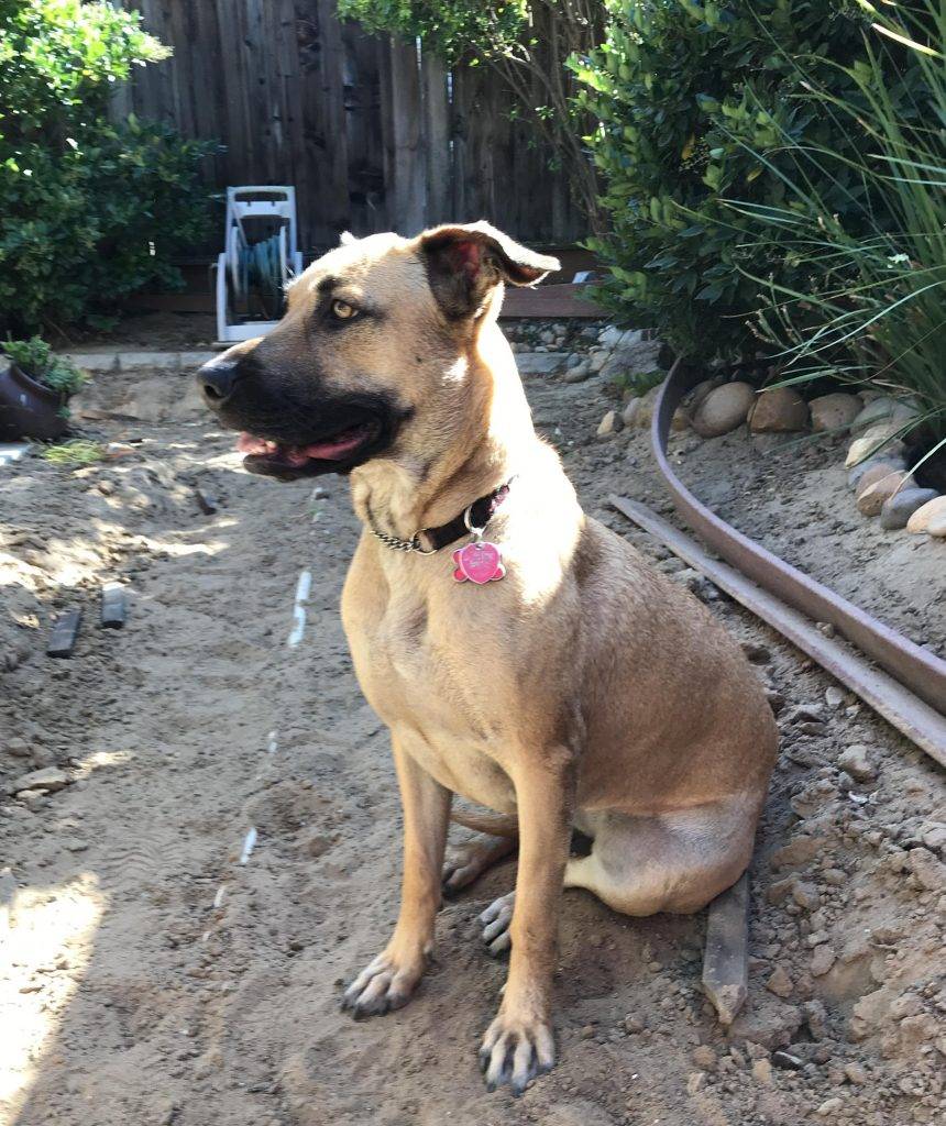 Sammy - german shepherd belgian malinois mix for adoption stockton ca 4