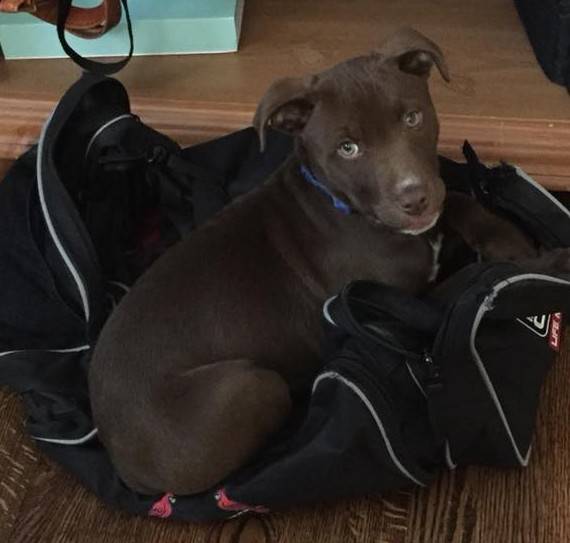 St louis mo – samson – 4 mo male chocolate labrador retriever mix puppy for adoption