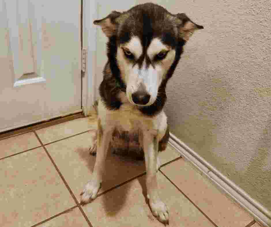 photo of luna, a siberian husky that is looking for a home in san antonio