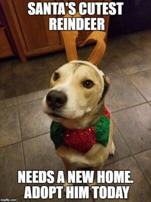 Solomon - Siberian Husky Yellow Lab Mix Dog For Adoption In Bakersfield CA