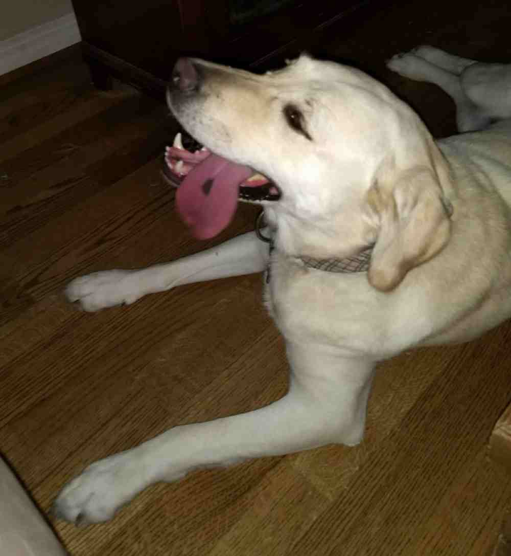 Sara yellow labrador retriever for private adoption by owner in dallas texas