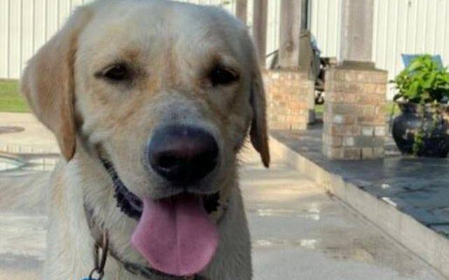 Sarge Yellow Lab Adoption Bryan Texas