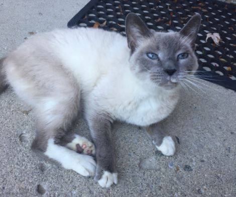 blue snowshoe cat