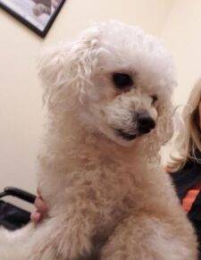 Sassy - Toy Poodle Maltese Bichon Frise Dog For Adoption Jacksonville FLorida