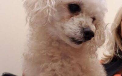 Senior Toy Poodle For Adoption in Jacksonville Florida – Supplies Included – Adopt Sassy