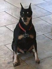 Sato Miniature Pinscher For Adoption Redding CA 2