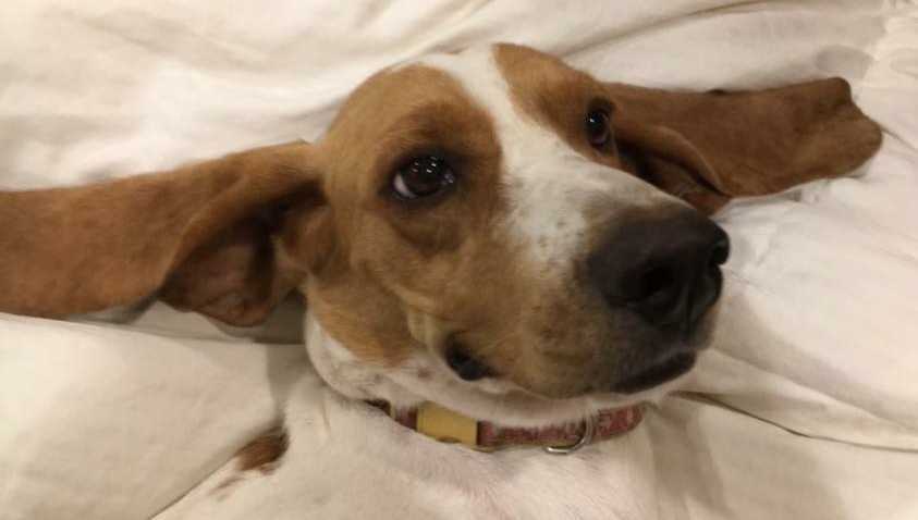 Bastrop tx basset hound for private adoption