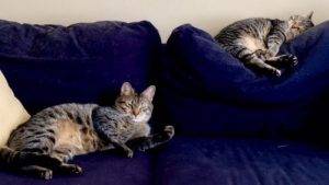 Purrfectly matched set of tabby cats for adoption in lawrenceville ga – adopt savanna & mickey today