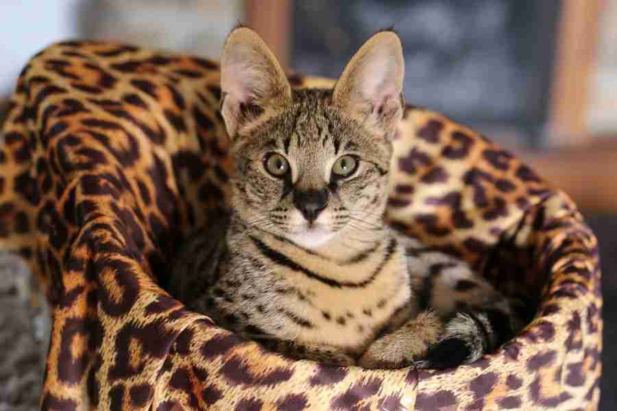 Savannah Cat Photo (3)