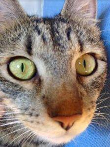 Savannah-mickey tabby cats for adoption8