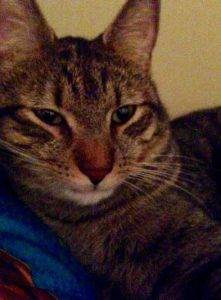 Savannah-mickey tabby cats for adoption8