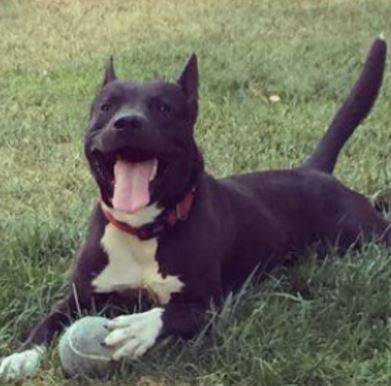 Scamp - labrador retriever pitbull mix dog for adoption in salida california 2