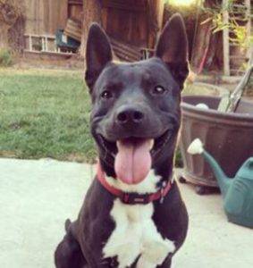 Labrador retriever pitbull mix dog for adoption in salida, california – adopt scamp today!