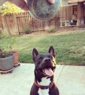Scamp - labrador retriever pitbull mix dog for adoption in salida california