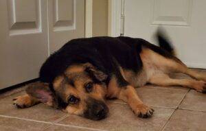 Scarlet German Shepherd Mix Dog Adoption Panama City Florida 4