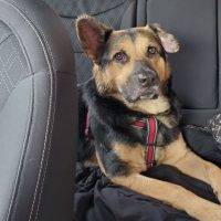 Scarlet German Shepherd Mix Dog Adoption Panama City Florida 5