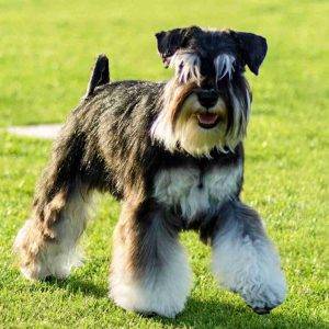 Standard Schnauzer Dog Breed Information Guide Pet Rehoming Network