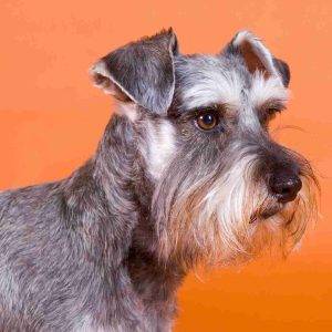 Perfectly groomed standard schnauzer